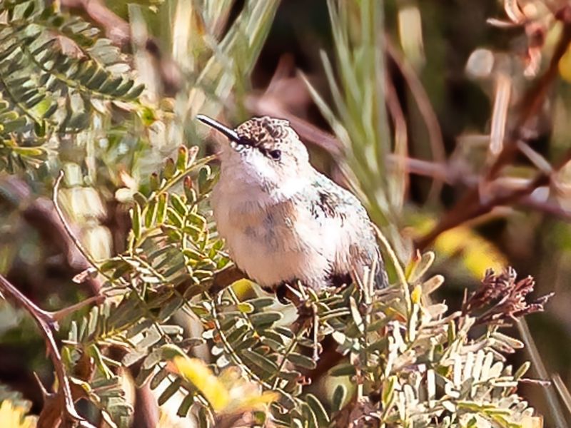 Chilean Woodstar