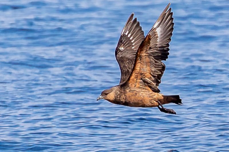 Chilean Skua