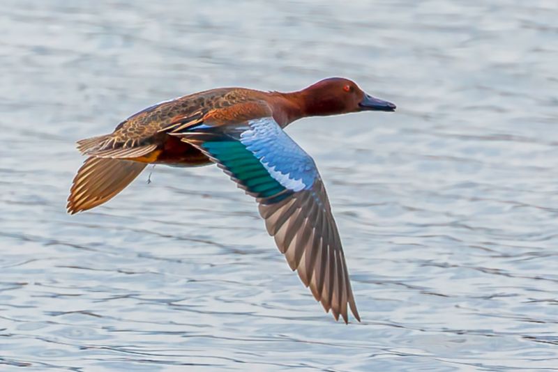 Cinnamon Teal