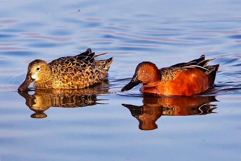 Cinnamon Teal