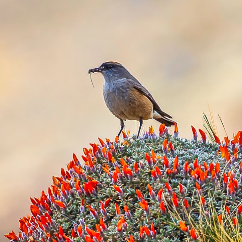 Cinnamon-bellied Ground Tyrant