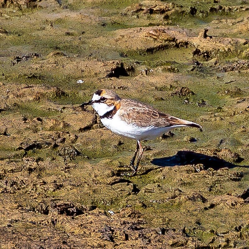 Collared Plover