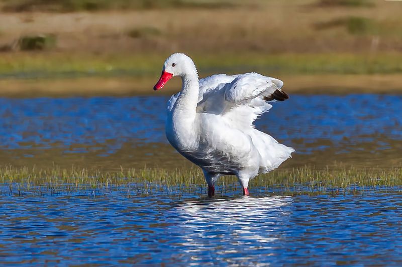 Coscoroba Swan