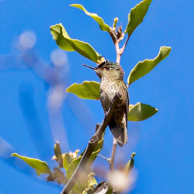 Green-backed Firecrown