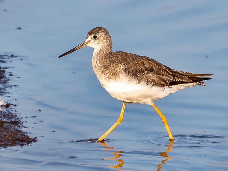 Greater Yellowlegs