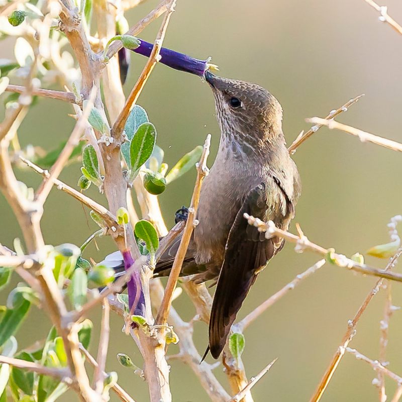 Giant Hummingbird