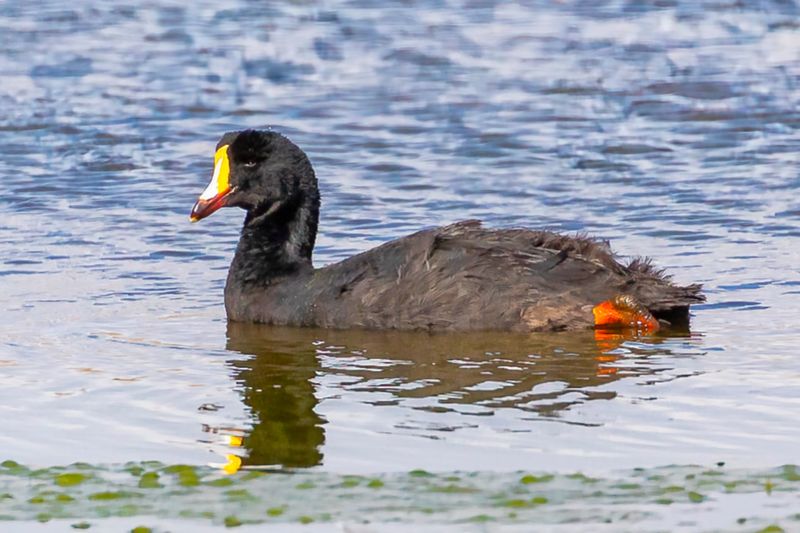 Giant Coot
