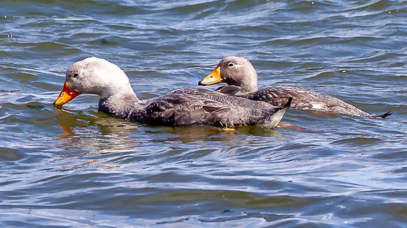 Flightless Steamer-Duck