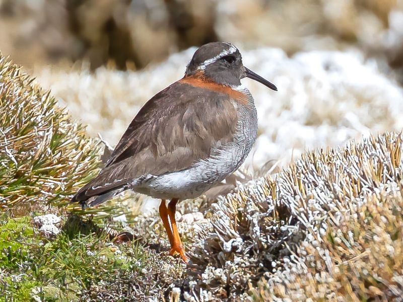 Diademed Sandpiper-Plover