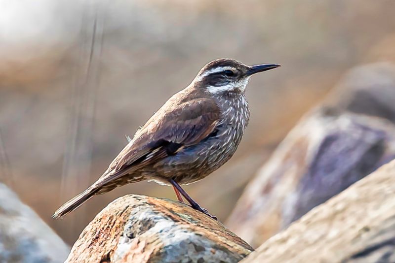 Dark-bellied Cinclodes