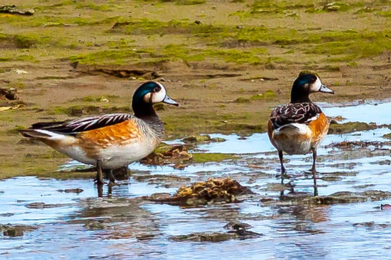 Chiloe Wigeon