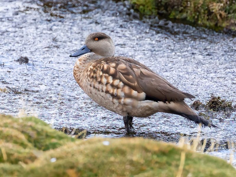 Crested Duck