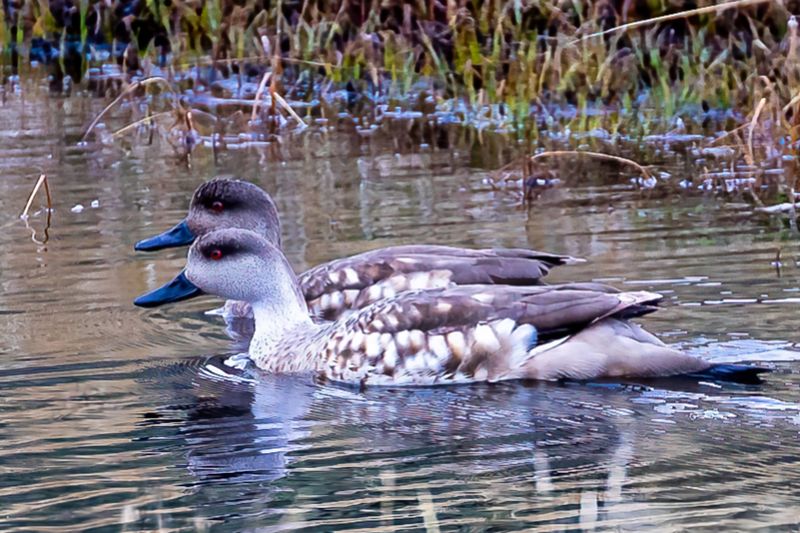 Crested Duck