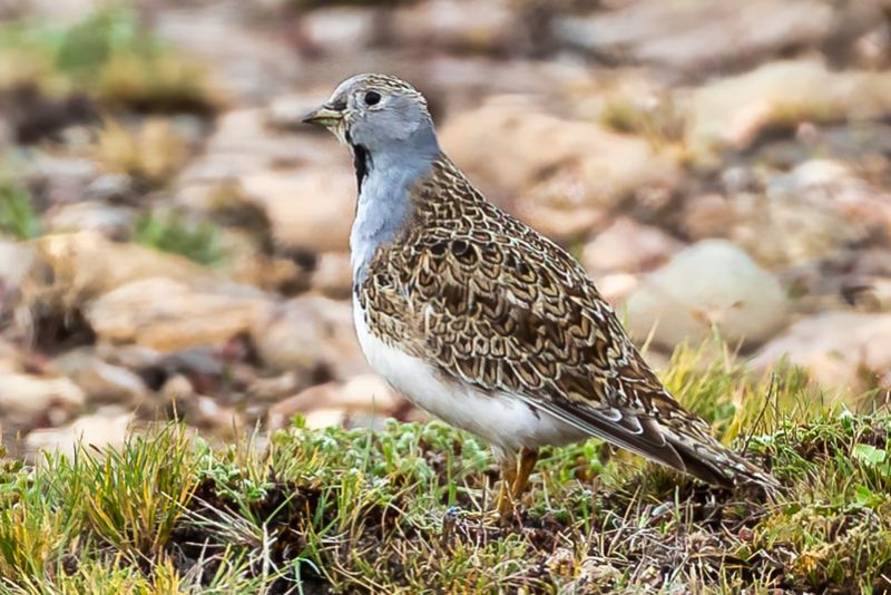 Grey-breasted Seedsnipe