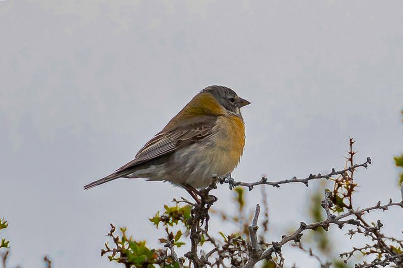 Grey-hooded Sierra Finch