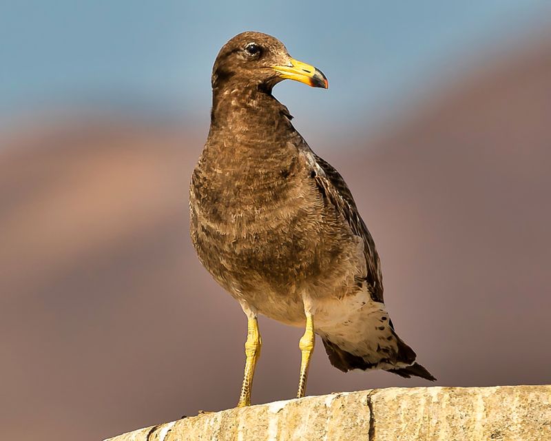 Imature Gull