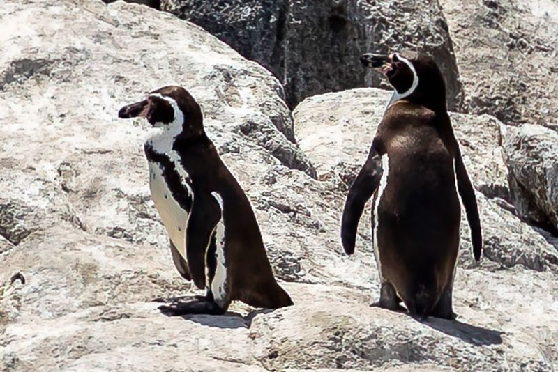 Humboldt Penguin