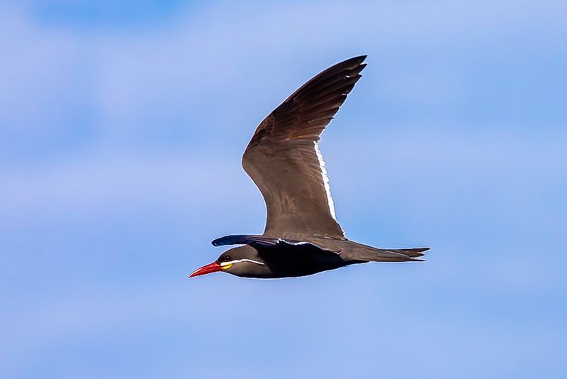 Inca Tern