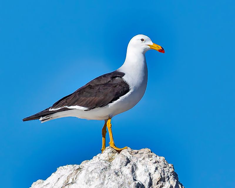 Kelp Gull
