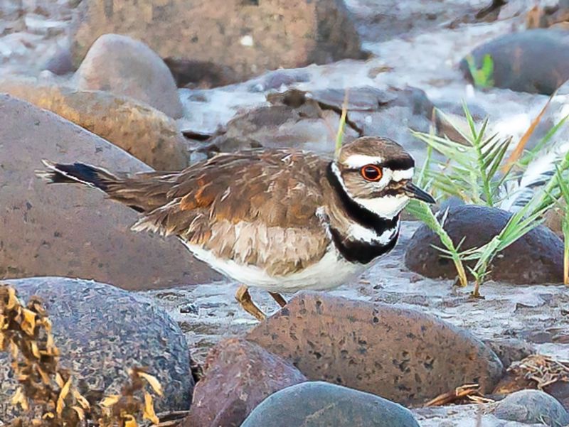 Killdeer