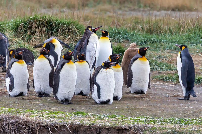 King Penquin