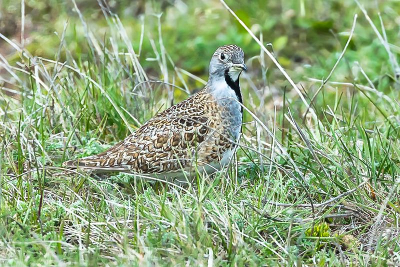 Least Seedsnipe 