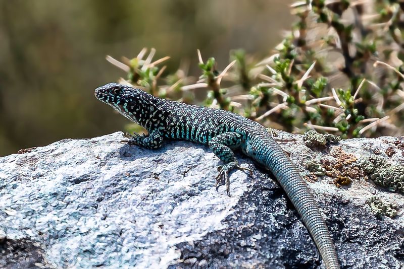 Lizzard