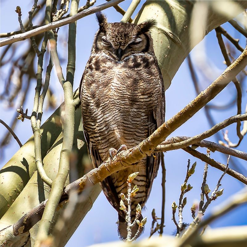Magellanic Horned Owl