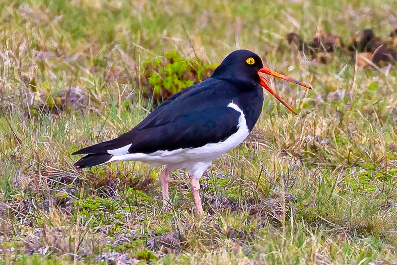 Magellanic Oystercatcher