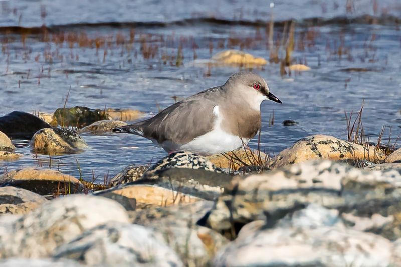 Magellanic Plover