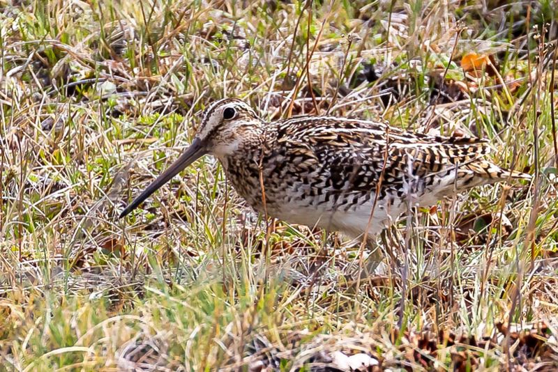 Magellanic Snipe