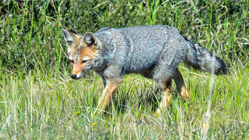 Grey Fox