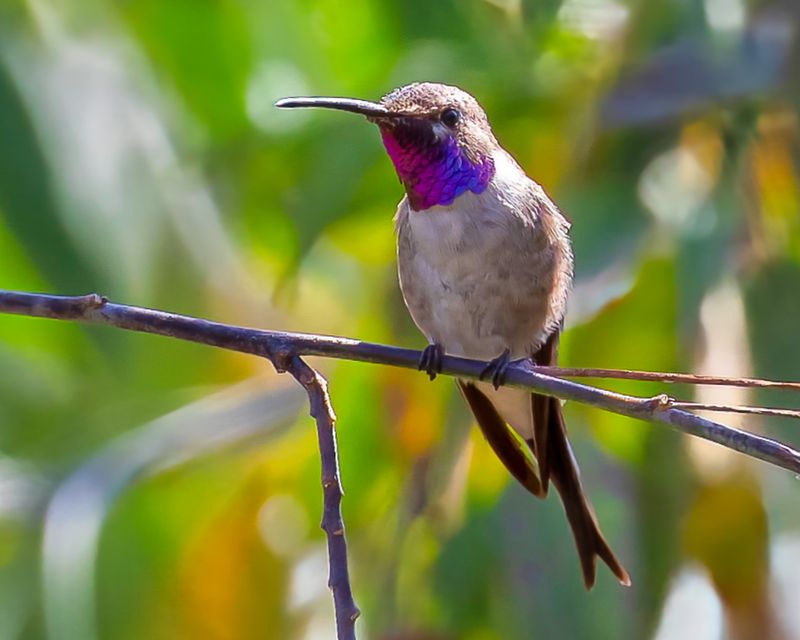 Oasis Hummingbird