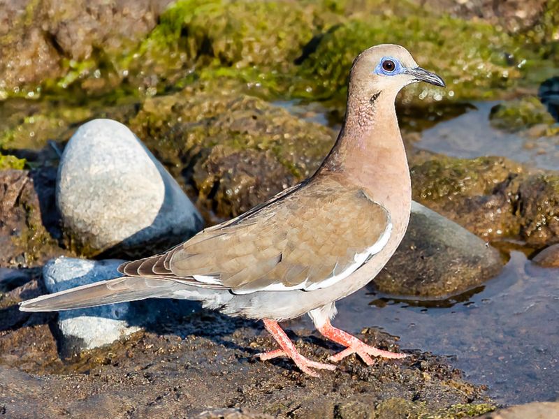 Pacific Dove