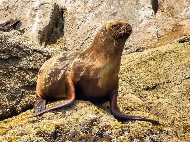 Patagonian Sea Lion