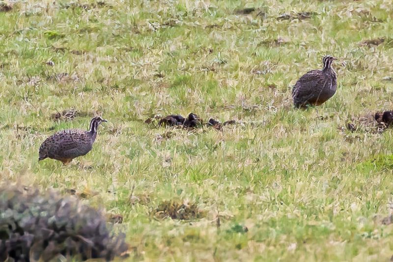 Patagonian Tinamou