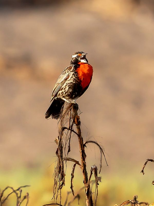 Peruvian Meadowlark