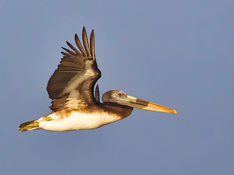 Peruvian Pelican