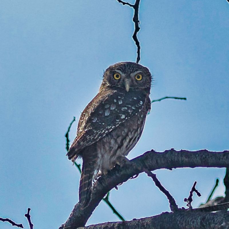 Peruvian Pygmy-Owl