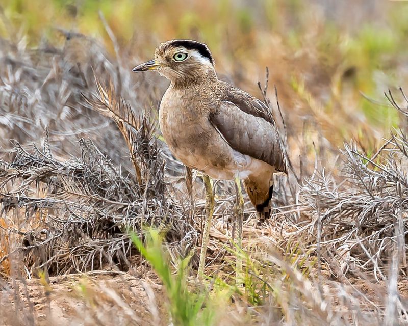 Peruvian Thick-knee