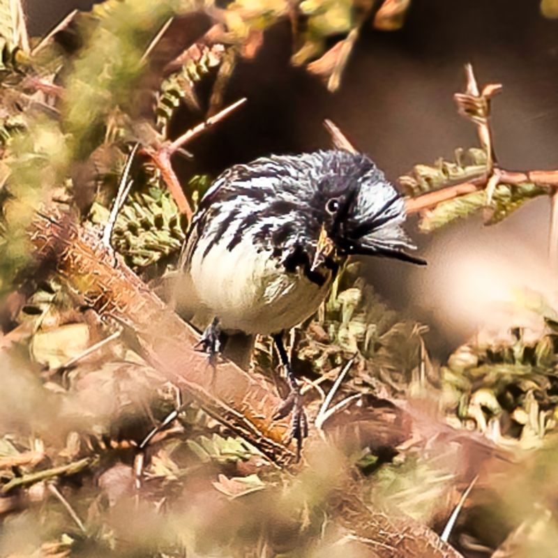 Pied-crested Tit-Tyrant