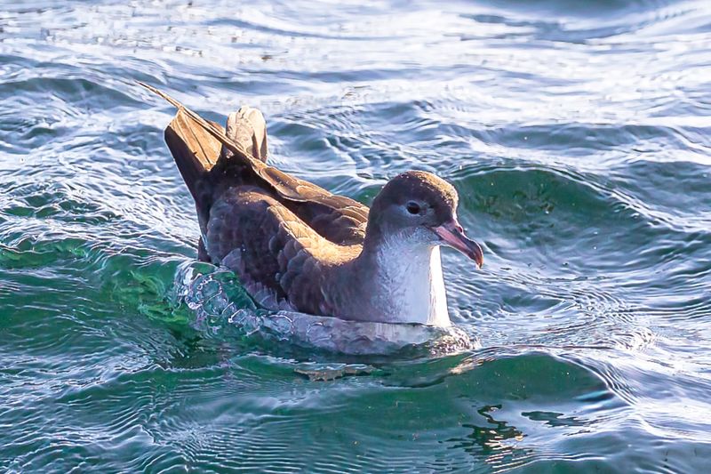 Pink-footed Shearwater