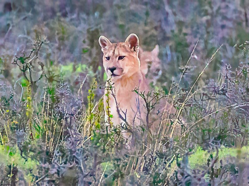 Puma