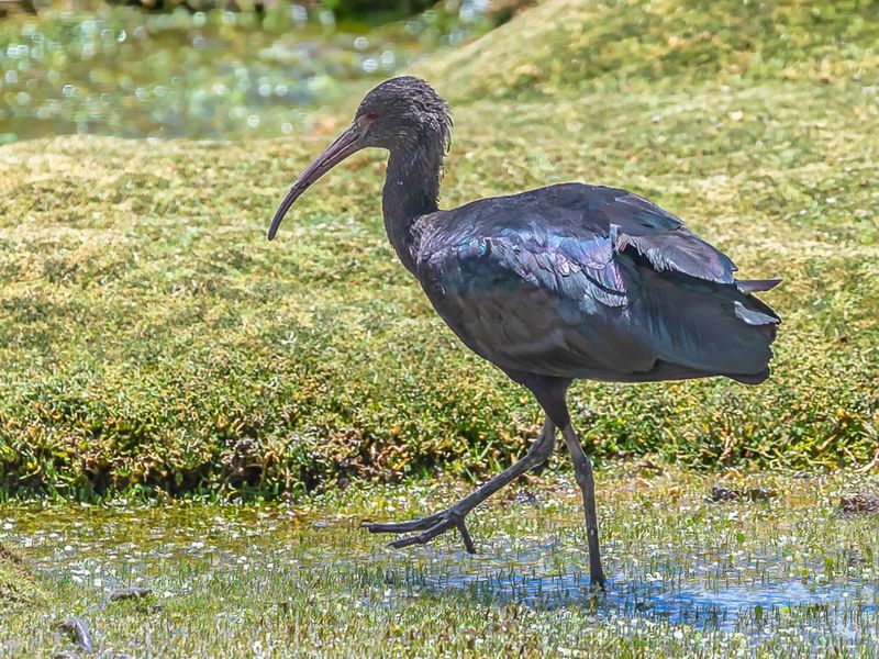 Puna Ibis