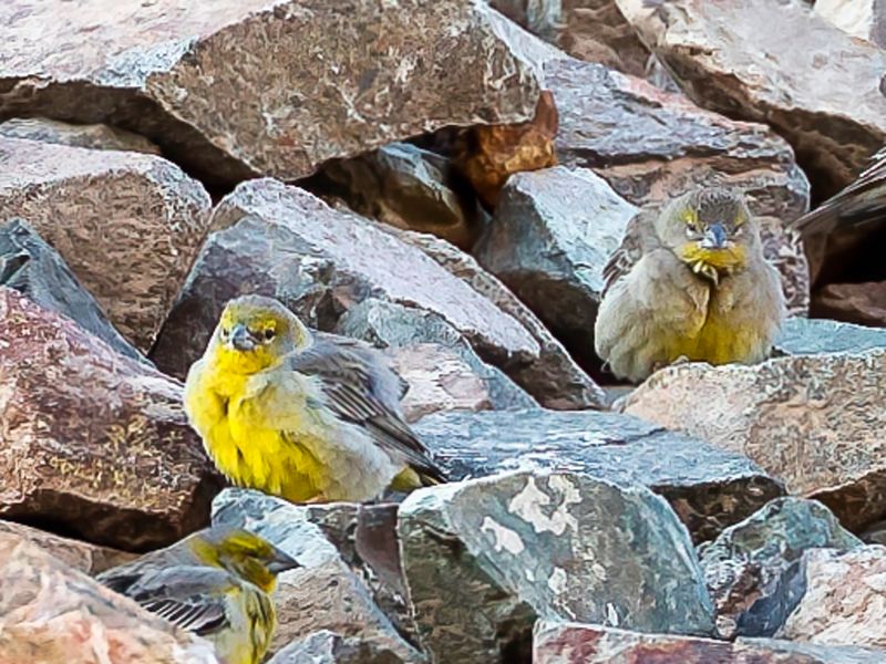 Raimondi's Yellow Finch