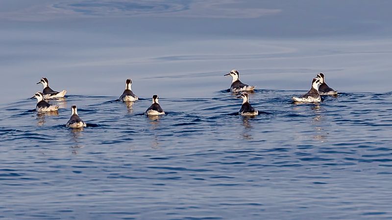 Red Phalarope