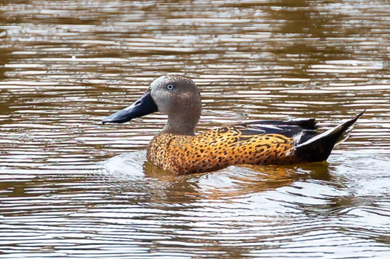 Red Shoveler