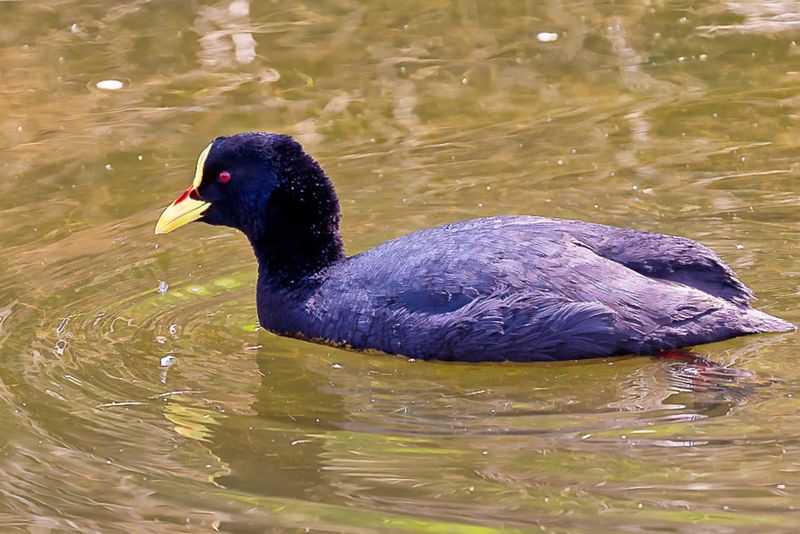 Red-gartered Coot