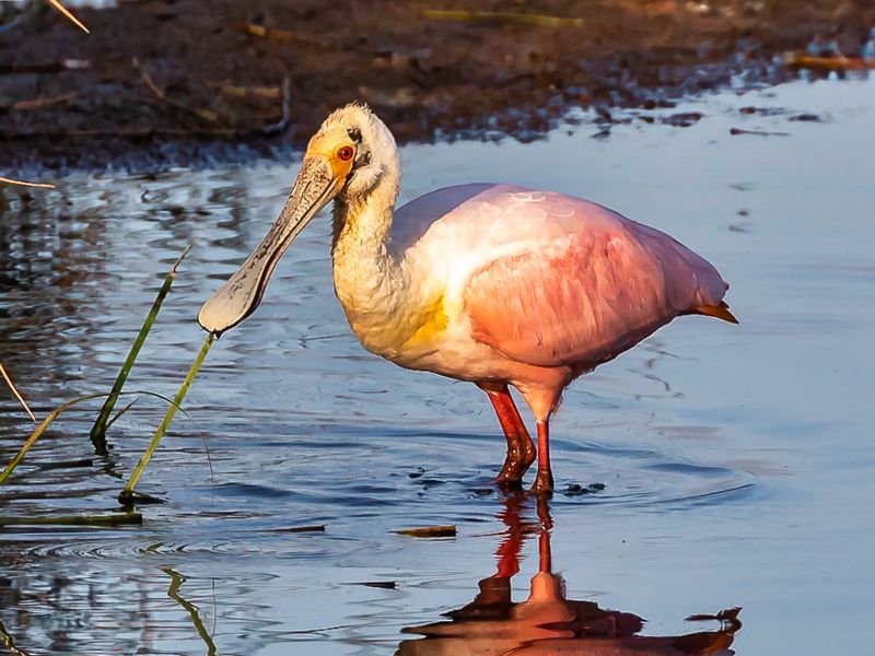 Roseate Spoonbill