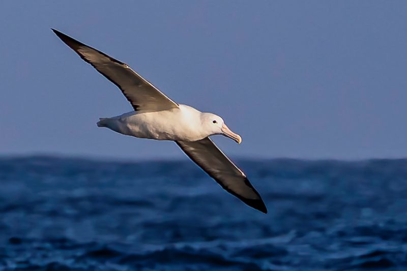 Royal Albatross
